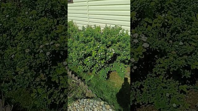 Цветет спирея березолистная смотреть онлайн