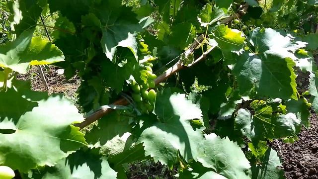 Урожай сорта Ланселот,пережившего заморозок 11 апреля. смотреть онлайн