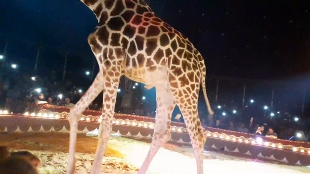Giant giraffe at the circus смотреть онлайн