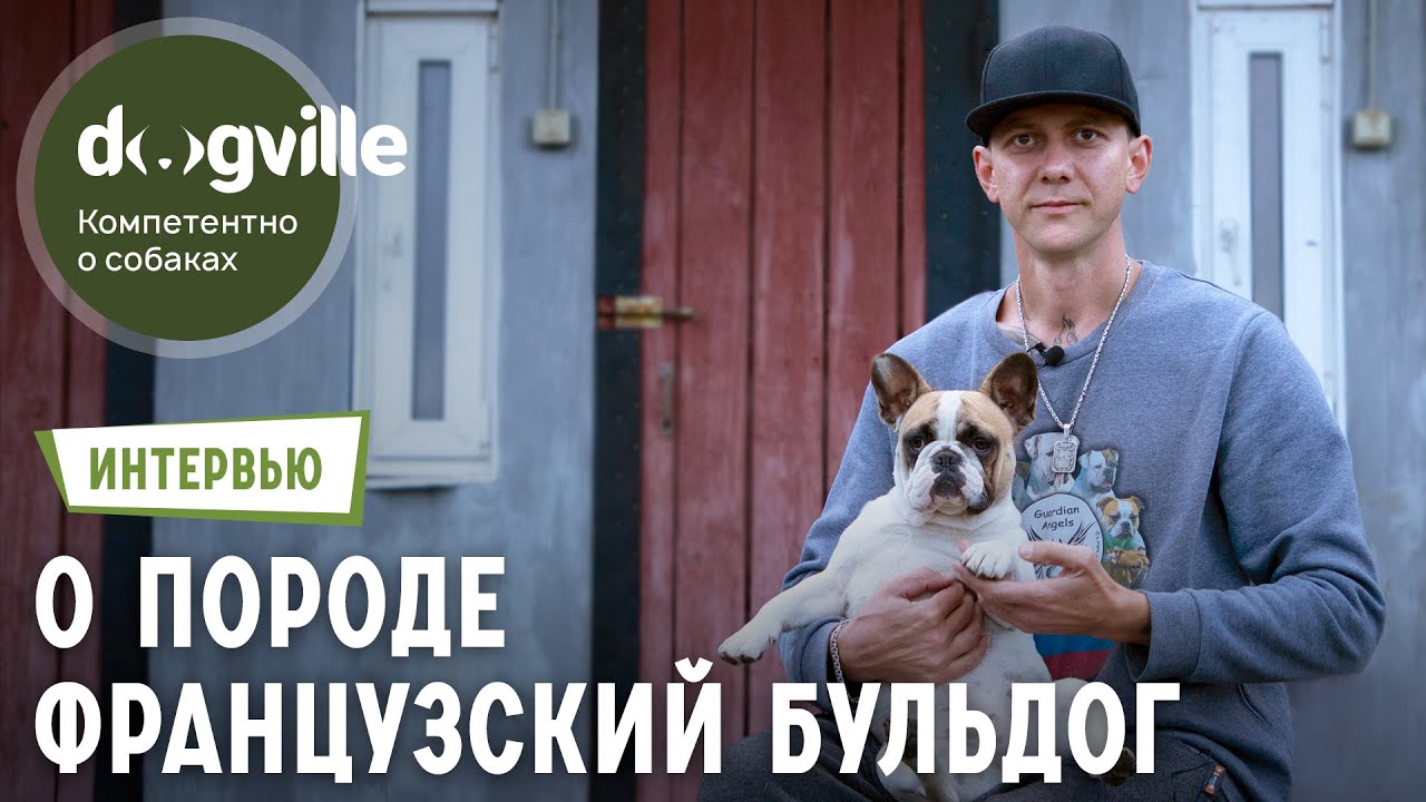 Французский бульдог - О породе с владельцем питомника - Передержка домашних собак в Москве смотреть онлайн