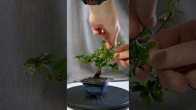 [БОНСАЙ] Кармона. Весняна обрізка. [Carmona Bonsai. Spring pruning] #shorts #bonsai #carmona #бонса смотреть онлайн