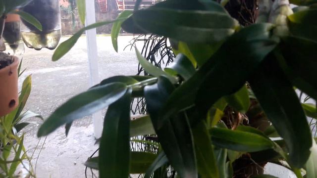 orquidea na brita e em floração! смотреть онлайн