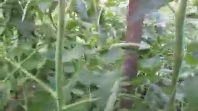 КАК ВЫГЛЯДИТ РАСТЕНИЕ, ВЫРАЩЕННОЕ ПОД ЛАМПАМИ. Почему первая кисть осыпается? смотреть онлайн