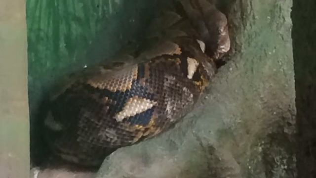 Fun visit to Taronga Zoo, Sydney Australia смотреть онлайн