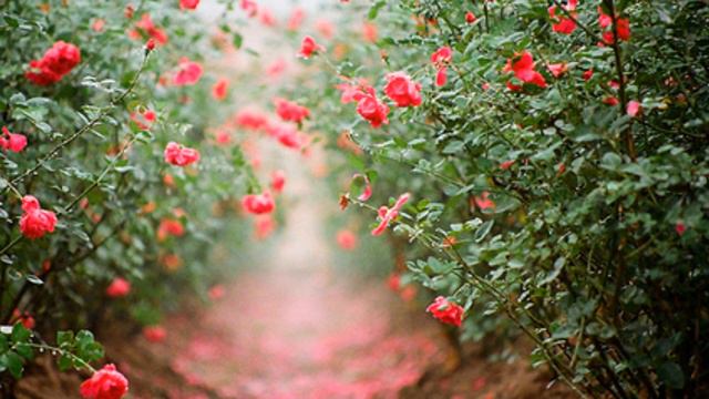 Metallica - Nothing Else Matters  (перевод)