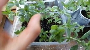 Годеция. Рассада подросла и готова к посадке в грунт. Пробная прищипка. Май 2022