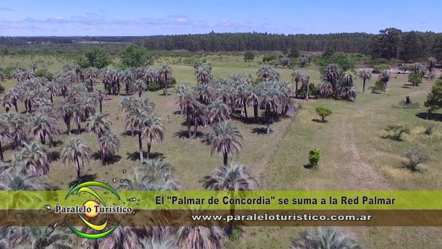 El Palmar de Concordia se suma a la Red Palmar - Programa Paralelo Turístico 875 Bloque 03 смотреть онлайн