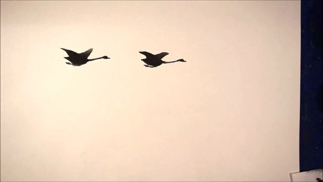 Fly away ....... смотреть онлайн