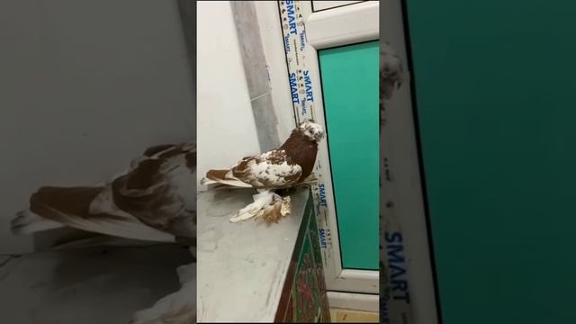 Лучшие птицы на планете! ( Смотрите до конца ) Узбекские двухчубые голуби. Tauben. Pigeons смотреть онлайн