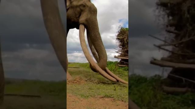 Biggest elephant in the world #elephants #elephantattack смотреть онлайн