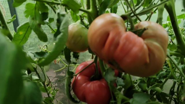 🍅Гигантская помидора🥒Как я солю огурцы на зиму🥰Что рисую? смотреть онлайн