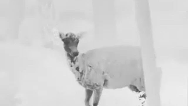 Night Pearl Oracle 50 смотреть онлайн