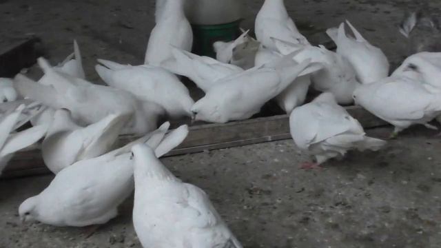 Голуби хотят весну! смотреть онлайн