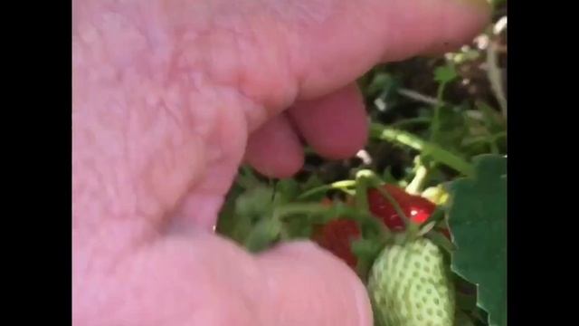 Клубника Мармолада, среднего срока созревания смотреть онлайн