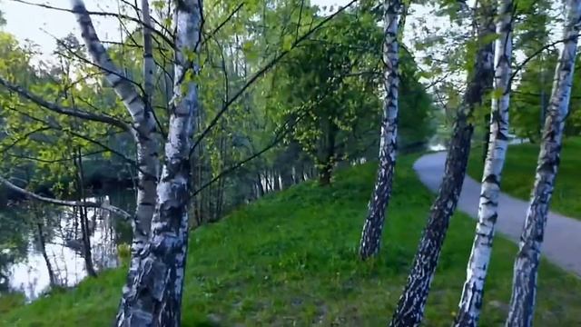 "Берёза" ( посвящается П.Г.Н.) смотреть онлайн