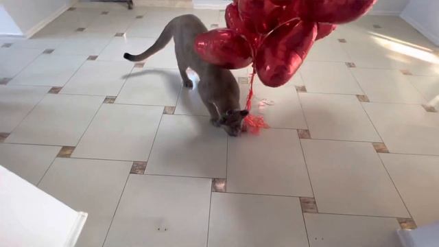 Маме на день рождения подарили веселые подарки. Шухеру понравились ? смотреть онлайн