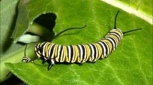 Разведение бабочек