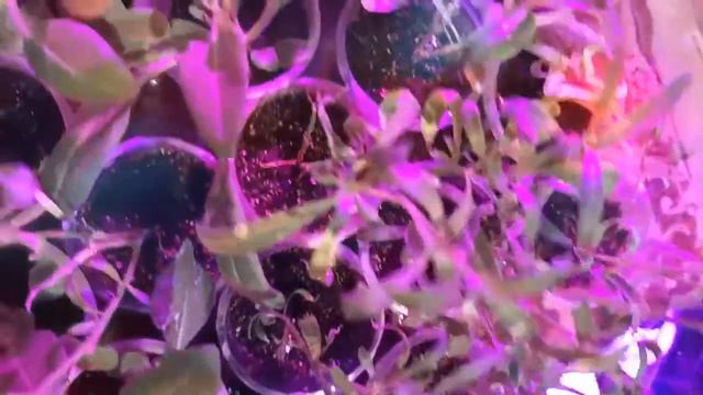 Черенкую все подряд. смотреть онлайн