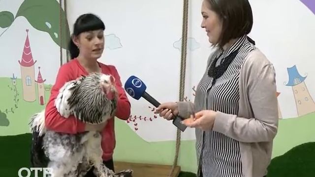 Знакомство с питомцами: петух Брама смотреть онлайн