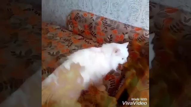 Самый милый котик в мире!!! смотреть онлайн
