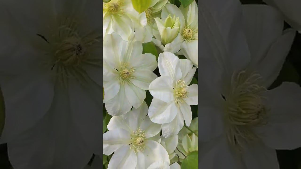 Дженси Крим - ты бесподобен! #shorts смотреть онлайн