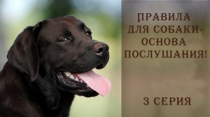 Почему собака не слушается?