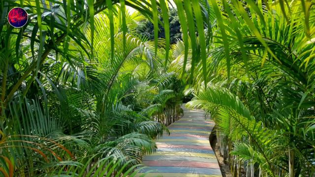 Красивая страна Бангладеш. смотреть онлайн