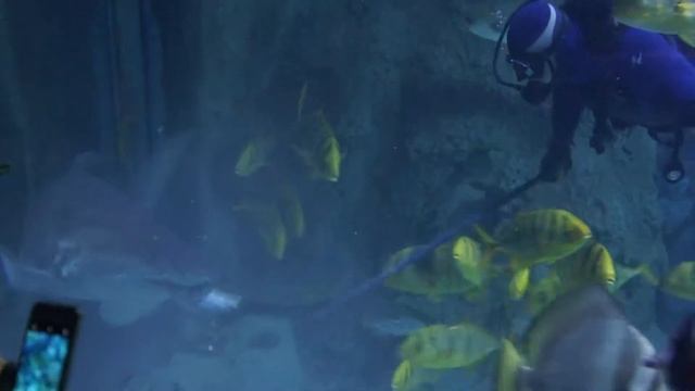 Shark feeding in Mosquarium. смотреть онлайн