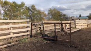 Новый Навес  для коров .