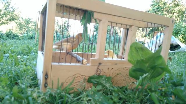 Крапива для канареек,очень полезна! смотреть онлайн