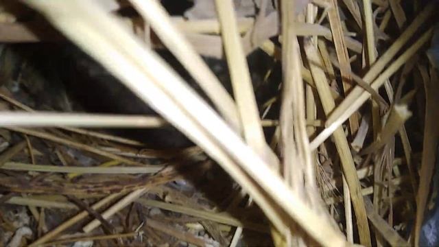 Зебровые амадины до сих пор размножаются в уличном вольере. смотреть онлайн