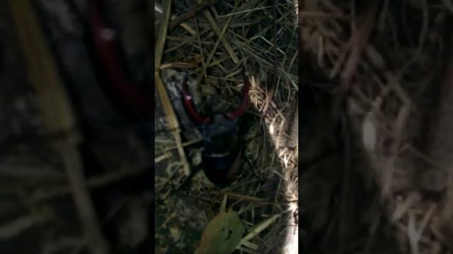 Жук рогач на даче смотреть онлайн