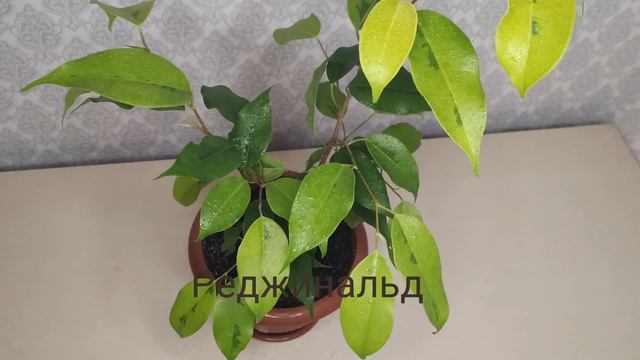 Фикус. Обзор моей коллекции Фикусов. Разные сорта Фикусов. Фикус Бенджамина, Ретуза, Каучуконосный