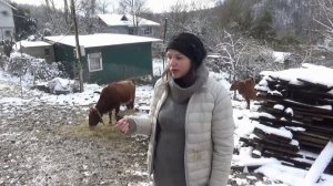 Уникальных гибридов мини-зебу разводят в Краснодарском крае