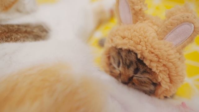 Baby Kitten Wearing a Tiny Hat - Day 8 @ Baby Kittens Day 1 to Day 100 Lucky Paws Vlogs смотреть онлайн