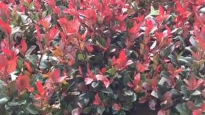 Photinia Little Red Robin