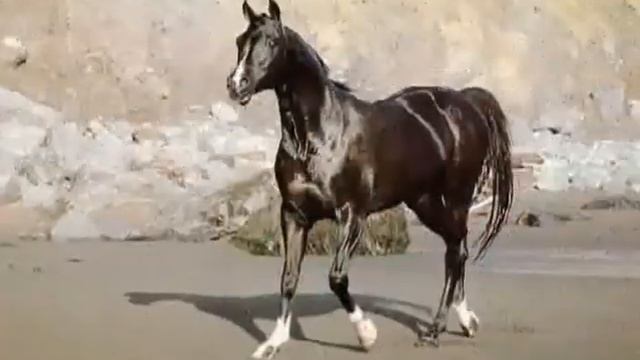 Притча «Знаток лошадей» смотреть онлайн