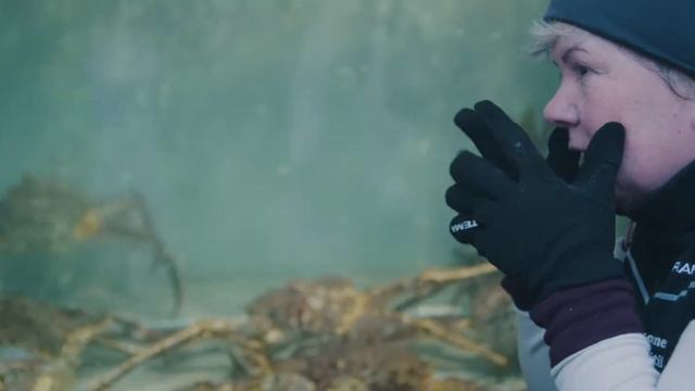 Fjord & Kingcrab Safari смотреть онлайн