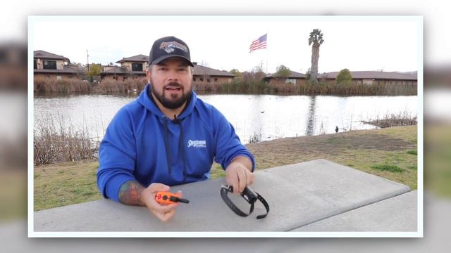 🐶🦮What Is An Ecollar? / How To Use An E Collar To Train A Dog!🦮🐶 смотреть онлайн