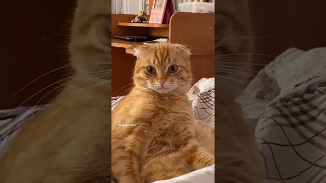 Чего только не натворил