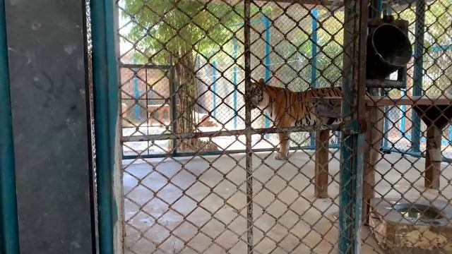 Сняли кисок в Паттайе / Тигрята / Таиланд / Мото шоу . смотреть онлайн