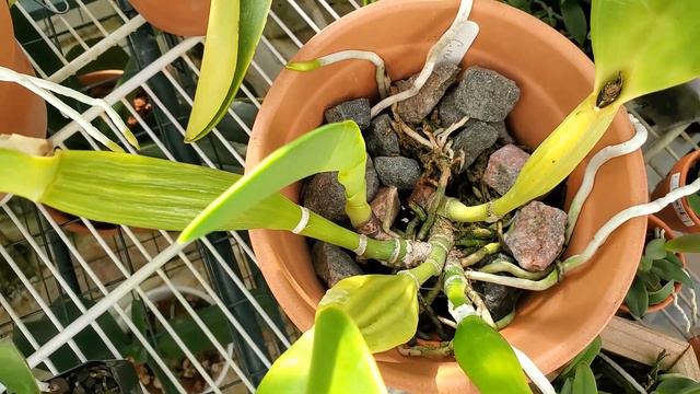 Cattleya rex in bloom • Pathology lab results • Catasetinae growing fast • 19 March 2022 смотреть онлайн