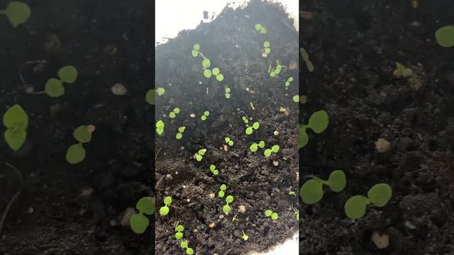 Махровая петунья 🌸🌸🌸🌸 смотреть онлайн