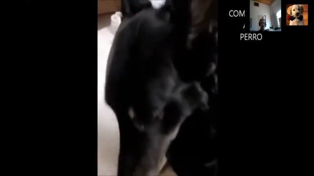 ✅FRUTAS que pueden COMER los PASTORES ALEMANES✅frutas que puede comer un pastor alemán,cachorro,beb смотреть онлайн