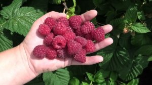 МИРАЖ супер сорт малины в среднеспелом сегменте