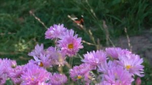 Морозостойкие декоративные злаки для сада Подмосковья. Проверено!