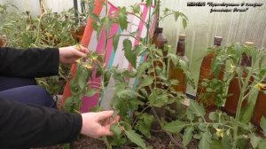 Все о индетерминантных томатах от высадки до первых плодов.