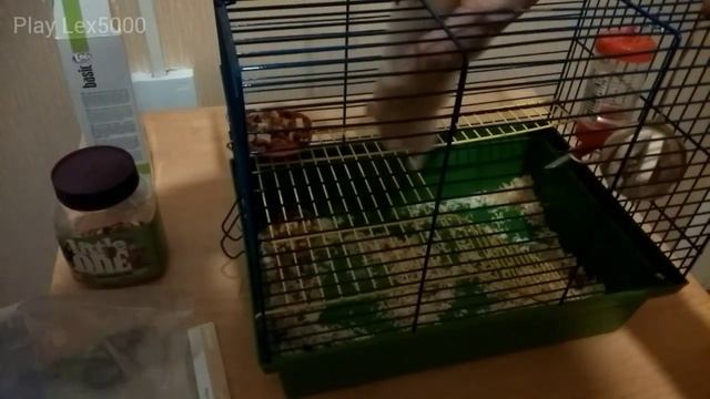 Моя домашняя крыса Шуша. смотреть онлайн