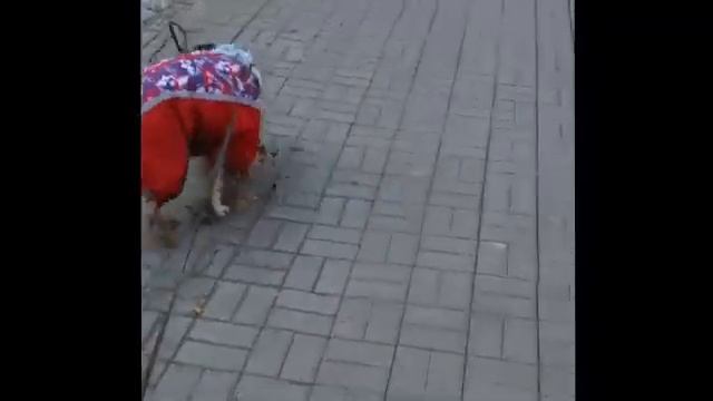 Весенняя уборка/ Spring cleaning [Darcy the English Setter] смотреть онлайн