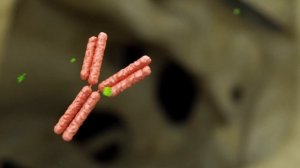 О препарате Эксджива